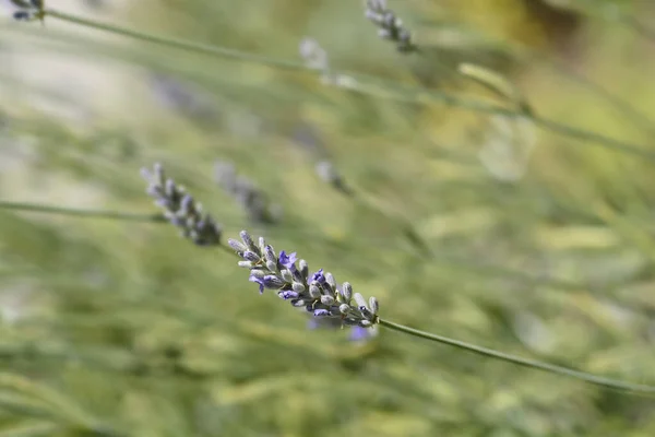 Lavanda Platinum Flores Loiras Nome Latino Lavandula Angustifolia Platinum Loira — Fotografia de Stock