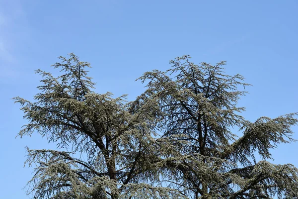 Blue Atlas Cedar Tree Top Blue Sky Latin Name Cedrus — Stock Photo, Image