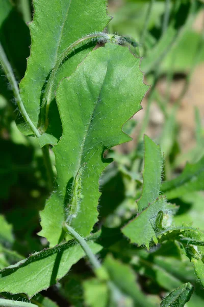 Tasselflower Leaves Latin Name Emilia Fosbergii — Foto Stock