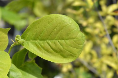 Magnolia Sarı Nehir yaprakları - Latince adı - Magnolia Sarı Nehir