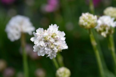 Sea Thrift Alba - Latince adı - Armeria maritima Alba