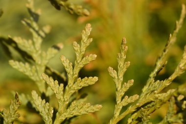 Arborvitae Brabant dalı - Latince adı - Thuja occidentalis Brabant