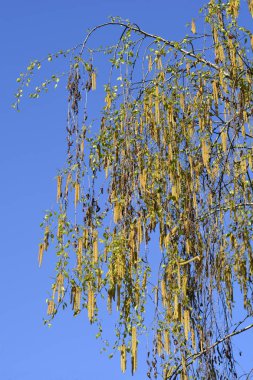 Mavi gökyüzüne karşı yeni yaprakları ve çiçekleri olan yaygın huş dalları - Latince adı - Betula pendula