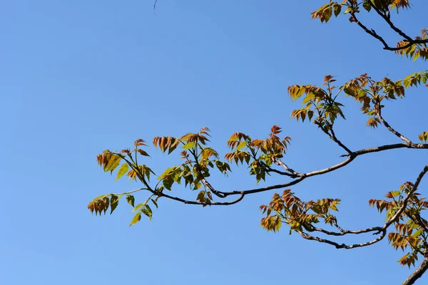 Tree Heaven New Leaves Blue Sky Latin Name Ailanthus Altissima — Photo