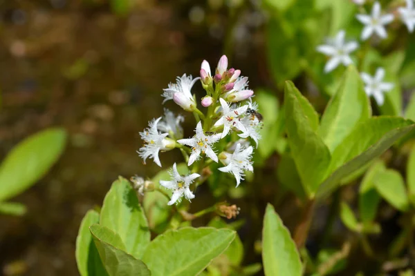Common Bogbean Flowers Latin Name Menyanthes Trifoliata — Stock Photo, Image