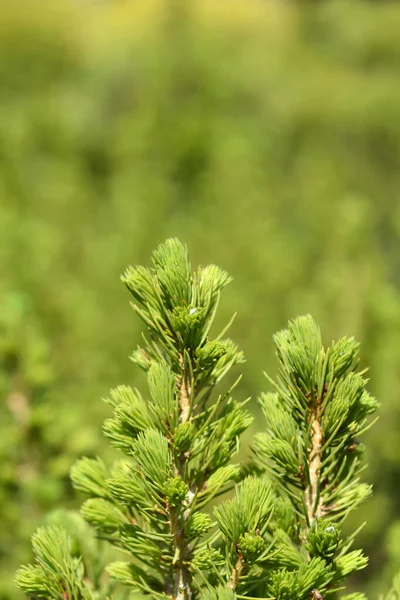 Dwarf Alberta Spruce 라틴어 Picea Glauca Conica — 스톡 사진