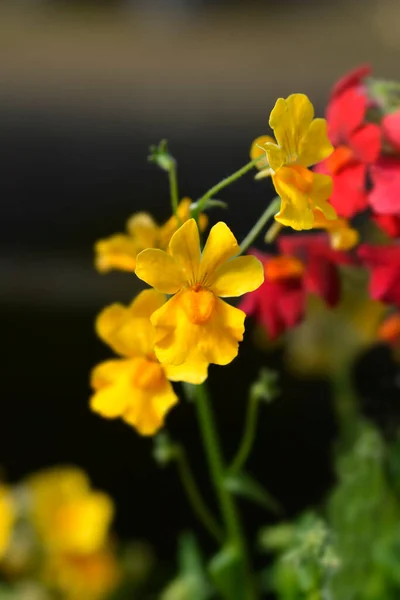 Flores Amarillas Nemesia Nombre Latino Nemesia Hybrid —  Fotos de Stock