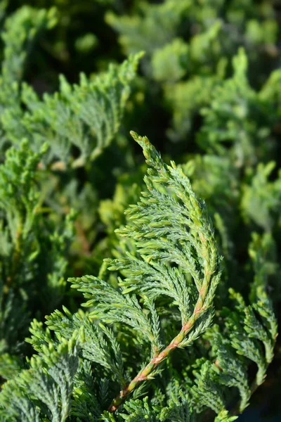 Creeping Juniper Blue Chip Branch Latin Name Juniperus Horizontalis Blue — Stock Photo, Image