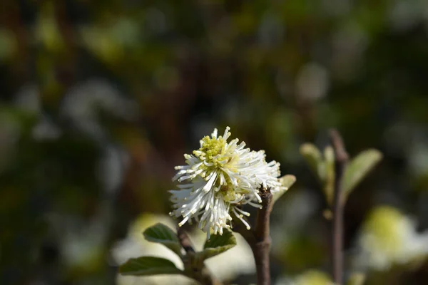 Mountain Witch Alder White Flower Latin Name Fothergilla Major — Stock Photo, Image