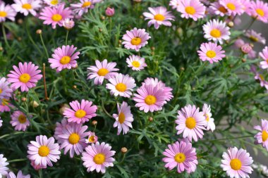 Pembe Marguerite papatyası - Latince adı - Argyranthemum frutescens