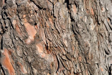 Siyah çam kabuğu detayı - Latince adı - Pinus nigra