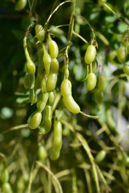 Ağlayan Japon pagoda ağacı meyvesi - Latince adı - Sophora japonica pendula