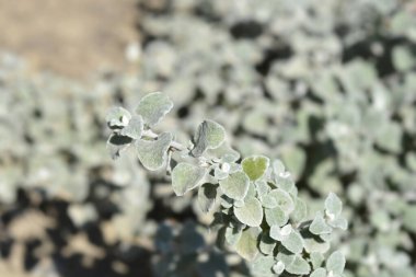 Meyan kökü yaprakları - Latince adı - Helichrysum petiolare
