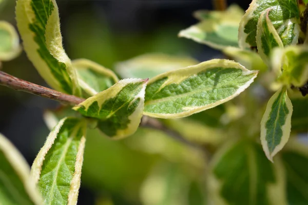 Variegated Weigela Leaves Latin Name Weigela Florida Nana Variegata — Stok Foto