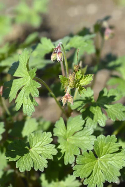 Himalayan Cranesbill Plenum Flower Buds Latin Name Geranium Himalayense Plenum — Stock Photo, Image