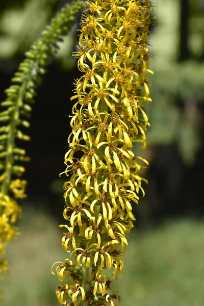 Wilsons Leopard Plant Yellow Flowers Latin Name Ligularia Wilsoniana — Stock Photo, Image