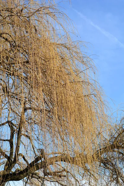 Golden Weeping Willow Branches Buds Latin Name Salix Alba Subsp — Stock Photo, Image
