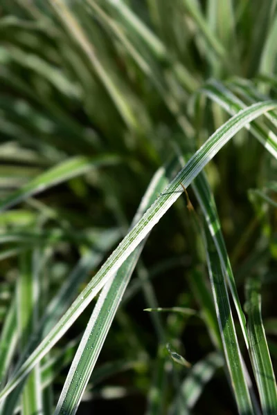 Pióro Trzcinowe Liście Overdam Łacińska Nazwa Calamagrostis Acutiflora Overdam — Zdjęcie stockowe