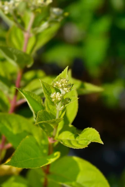 Panikuluj Hortensja Małe Pąki Kwiatowe Limonki Łacińska Nazwa Hydrangea Paniculata — Zdjęcie stockowe