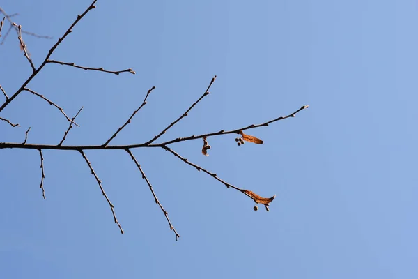 Breitblättriger Lindenzweig Mit Knospen Und Trockenen Samen Vor Blauem Himmel — Stockfoto