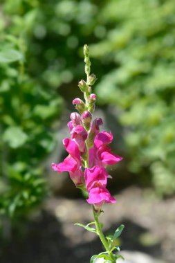 Aslanağzı pembe çiçekleri - Latince adı - Antirrhinum majus