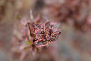 Weigela van Gogh kırmızı ve yeşil yapraklar ve koyu kırmızı çiçek tomurcukları - Latince adı Weigela Florida van Gogh