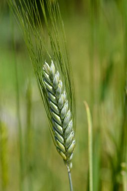 Einkorn buğdayı - Latince adı - Triticum boeoticum