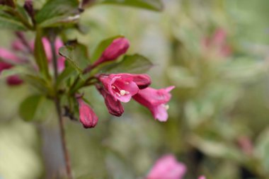 Weigela Minuet çiçek tomurcukları - Latince adı - Weigela Minuet