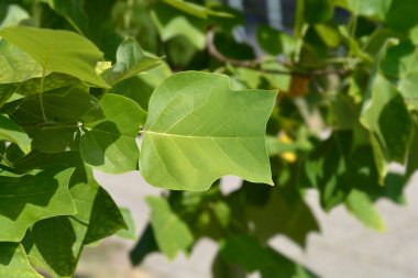 Lale ağacı yaprakları - Latince adı - Liriodendron tulipiferası