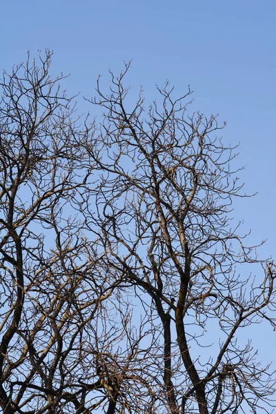 Mavi Gökyüzüne Karşı Yaprak Tomurcukları Olan Yaygın Kestanesi Dalları Latince — Stok fotoğraf