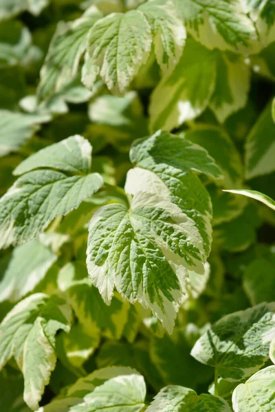 Variegated Bispos Folhas Ervas Daninhas Nome Latino Aegopodium Podagraria Variegatum — Fotografia de Stock