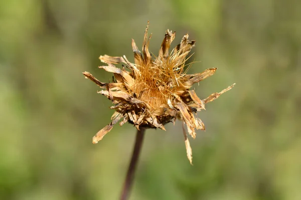 Cabeza Semilla Lombriz Una Sola Flor Nombre Latín Klasea Lycopifolia —  Fotos de Stock