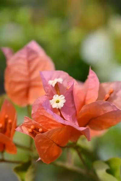 Orange Red Bougainvillea Altanova Pyramid Flowers — Stock Photo, Image