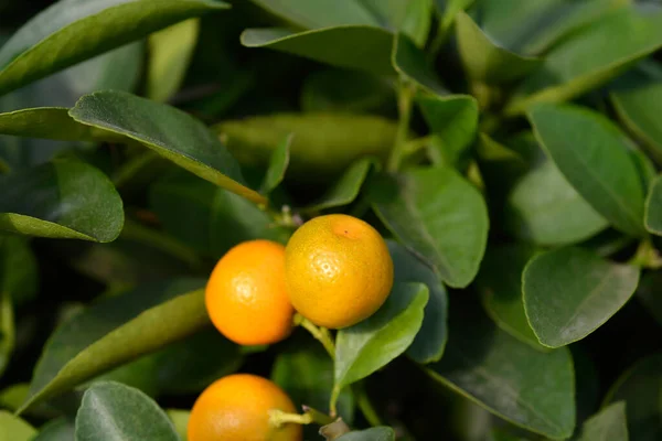 Calamansi Branches Leaves Fruit Latin Name Citrus Microcarpa — 图库照片