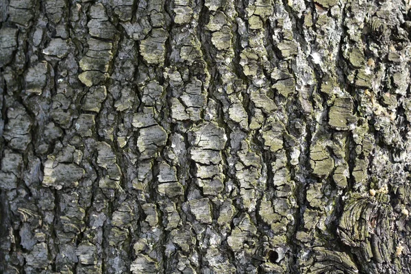 Blue Atlas Cedar Bark Detail Latin Name Cedrus Atlantica Glauca — Stock Photo, Image