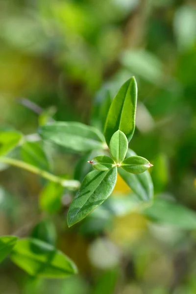 Aarons Beard Green Leaves Latin Name Hypericum Calycinum — Foto Stock