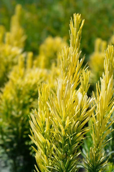 Kore Altın Erik Çiçeği Latince Adı Cephalotaxus Harringtonia Kore Altını — Stok fotoğraf