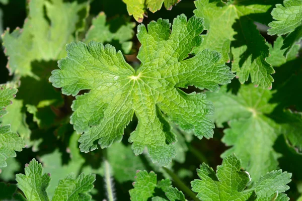 Purple Cranesbill Rosemoor Leaf Latin Name Geranium Magnificum Rosemoor — Stock Photo, Image