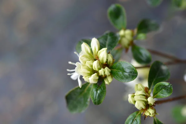 Germogli Fiori Bianchi Azalea Giapponese Nome Latino Rhododendron Japonicum — Foto Stock