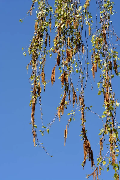 Branches Bouleau Commun Avec Nouvelles Feuilles Fleurs Contre Ciel Bleu — Photo