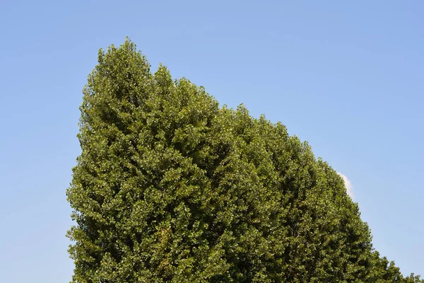Lombardia Álamo Árvores Contra Céu Azul Nome Latino Populus Nigra — Fotografia de Stock