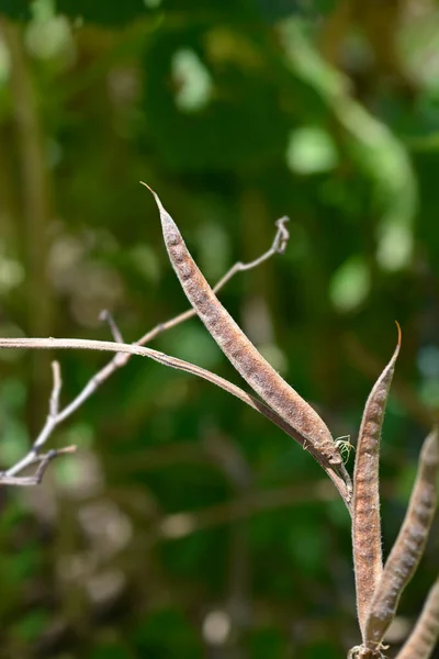 False Lupine Brown Seed Pods Latin Name Thermopsis Lanceolata — Photo