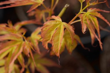 Katsura Japon akçaağacı Latince adı Acer palmatum Katsura 'dan ayrılıyor