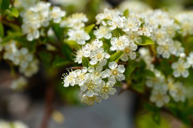 Kırmızı ateş dikenli çiçekler - Latince adı - Pyracantha coccinea