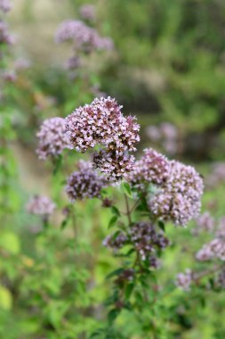 Genel marjoram pembe çiçekleri - Latince adı - Origanum vulgare