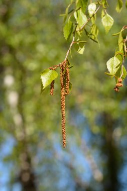 Yeni yaprakları ve çiçekleri olan huş dalları - Latince adı - Betula pendula