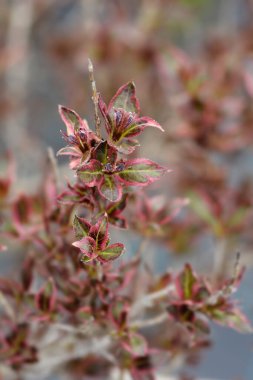 Weigela van Gogh kırmızı ve yeşil yapraklar ve koyu kırmızı çiçek tomurcukları - Latince adı Weigela Florida van Gogh