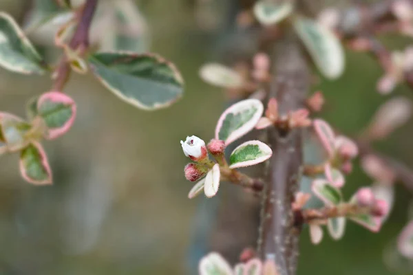 Swedish cotoneaster Juliette branch with flower buds - Latin name - Cotoneaster x suecicus Juliette