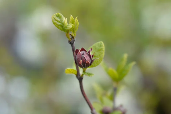 Alspice Flower Bud Latin Name Calycanthus Floridus — стокове фото