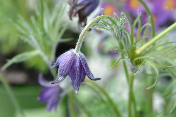 Bahçedeki Mavi Pasque Çiçeği Latince Adı Pulsatilla Vurlgaris Fırıldak Mavi — Stok fotoğraf